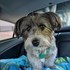 Andrea + stapan de animal de companie care a apelat la un pet sitter in loc de pensiune canina sau pet hotel