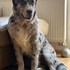 Simona + stapan de animal de companie care a apelat la un pet sitter in loc de pensiune canina sau pet hotel