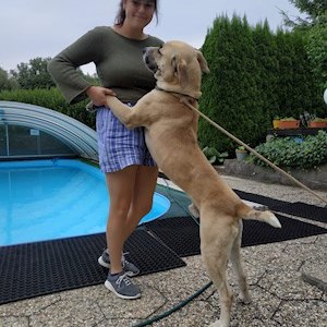 petsitter Praha 6 or Pet nanny for Dogs Cats 