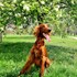 Valeriia + stapan de animal de companie care a apelat la un pet sitter in loc de pensiune canina sau pet hotel