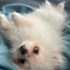 Dasa + stapan de animal de companie care a apelat la un pet sitter in loc de pensiune canina sau pet hotel