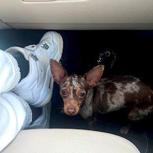 petsitter Praha nebo Páníček pro Psi Kočky