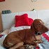 Martin + stapan de animal de companie care a apelat la un pet sitter in loc de pensiune canina sau pet hotel