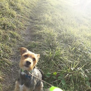 petsitter Praha 6  nebo Páníček pro Psi