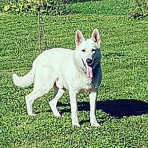 petsitter Trojanovice nebo Páníček pro Psi Kočky