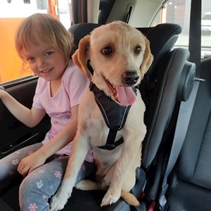 Ubytování pes v Praha 3 hlídací žádost