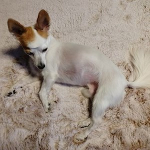 Ubytování pes v Praha  hlídací žádost