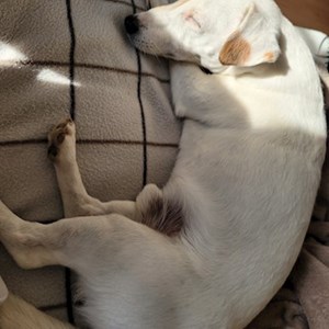 Boarding dog in Prague pet sitting request