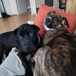 Sitting at owner dogs in PRAHA pet sitting request