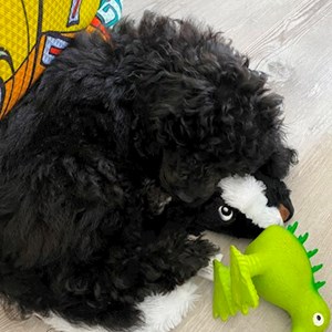 Pet Day Care dog in Moutnice pet sitting request