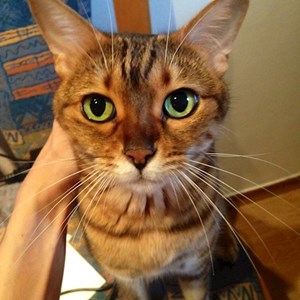 Jedna návštěva kočky v Praha 8 hlídací žádost