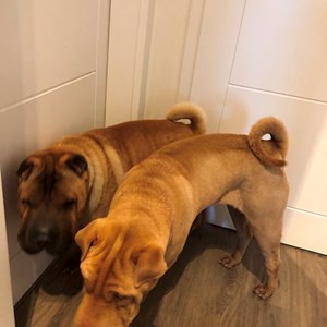 Boarding dogs in Prague pet sitting request
