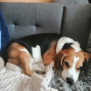 Ubytování pes v  hlídací žádost