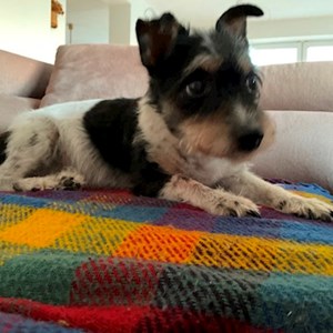 Ubytování pes v Přezletice hlídací žádost