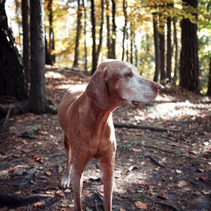 Ubytování pes v Praha hlídací žádost