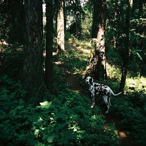 Ubytování pes v Praha hlídací žádost