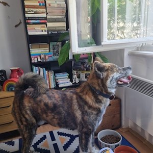 Ubytování pes v Praha 7 hlídací žádost