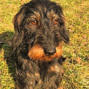 Boarding dog in Praha 5 pet sitting request