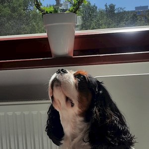 Ubytování pes v Praha hlídací žádost