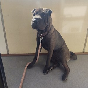 Sitting at owner dog in Praha 8 pet sitting request