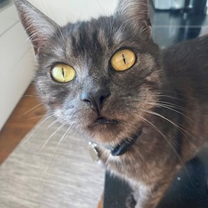 Jedna návštěva kočka v Prague hlídací žádost