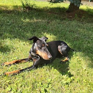 Ubytování pes v Praha 6 hlídací žádost