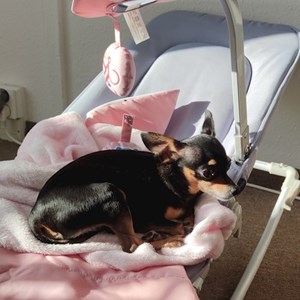 Ubytování pes v Praha 5 - Jinonice hlídací žádost