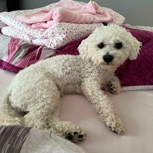 Ubytování pes v Praha hlídací žádost