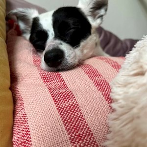 Ubytování pes v Praha hlídací žádost