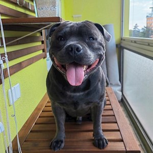 Dog Walking dog in Praha pet sitting request