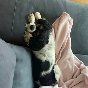 Ubytování pes v Brno hlídací žádost