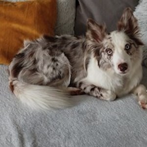 Boarding dog in Brno pet sitting request