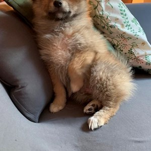 Jedna návštěva pes v Prague  hlídací žádost