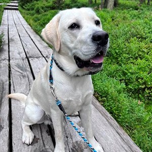 Boarding dog in Jílové u Prahy pet sitting request