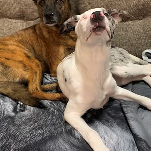 Sitting at owner dogs in Prague pet sitting request