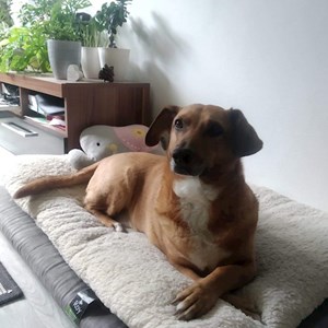 Sitting at owner dog in Praha 8 pet sitting request