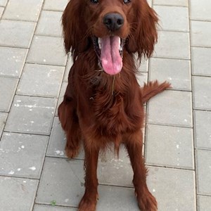 Ubytování pes v Brno hlídací žádost