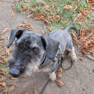 Boarding dog in Praha  pet sitting request