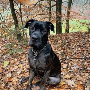 Ubytování pes v Praha hlídací žádost