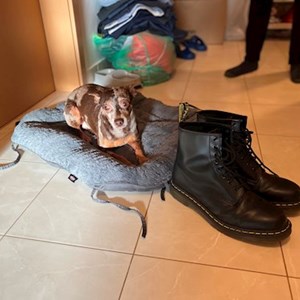 Ubytování pes v Praha hlídací žádost