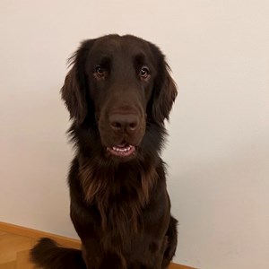 Ubytování pes v Praha hlídací žádost