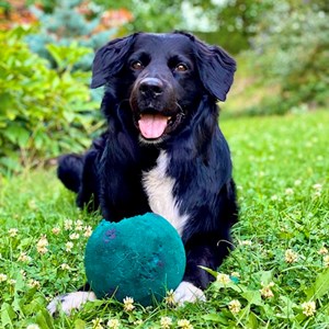 Boarding dog in Praha pet sitting request