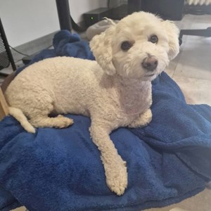 Boarding dog in Prag pet sitting request