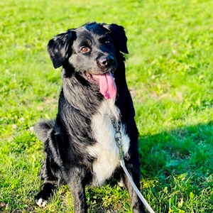 Boarding dog in Praha pet sitting request