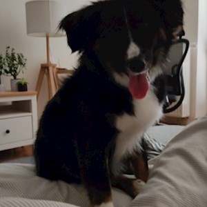 Ubytování pes v Praha hlídací žádost