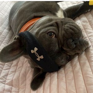Marina- petsitter Nupaky or Pet nanny for 