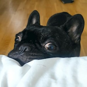 Ubytování pes v Prague hlídací žádost