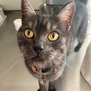 Návštevy kočka v Prague  hlídací žádost