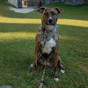 Ubytování pes v Praha hlídací žádost