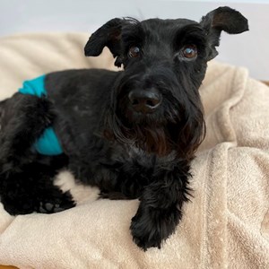 Ubytování pes v Praha hlídací žádost